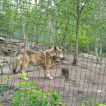 ŠD – Výlet do ZOO Děčín, Základní škola Aloise Klára Úštěk, foto:11